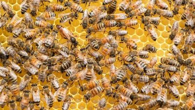 Пчёлы могут исчезнуть через 20 лет