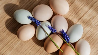 Новые эксперименты с генами: японские куры будут нести гипоаллергенные яйца