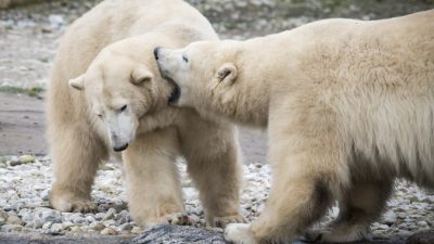 97% животных Арктики пострадают от глобального потепления