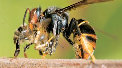 Азиатский шершень: бретонский пчеловод изобрёл хитроумную ловушку для маток шершней