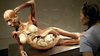 Тело беременной женщины выставлено на жуткой выставке пластинированных тел. Кто она?