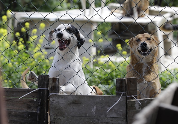 Спасённые собаки в приюте ждут, когда их заберут. (JOSEPH EID/AFP via Getty Images) | Epoch Times Россия