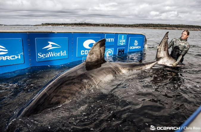 Нукуми — самая крупная акула, отмеченная и зафиксированная в ходе экспедиции OCEARCH (с
любезного разрешения Крисса Росса /OCEARCH|Twitter) | Epoch Times Россия
