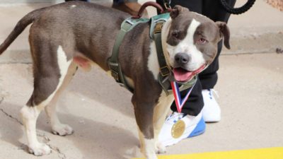 Собака получила награду за спасение жизни своего хозяина