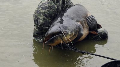 Огромного сома весом в 120 килограммов выловили в реке Мозель, Франция