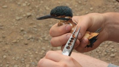 В Сочи местный доктор Айболит бесплатно лечит раненых птиц