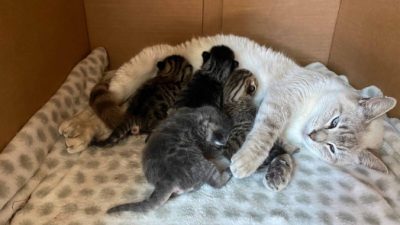 Сострадательная кошка принимает в свою семью чужих котят