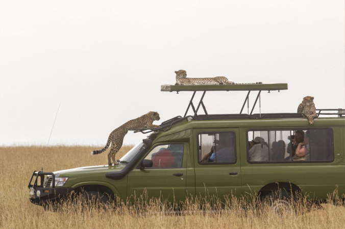 Гепарды расположились на сафари-машине в национальном заповеднике Масаи Мара, Кения. (Caters News) | Epoch Times Россия