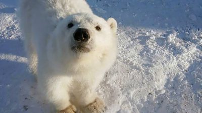 В Арктике горняки выкармливают осиротевшего белого медвежонка