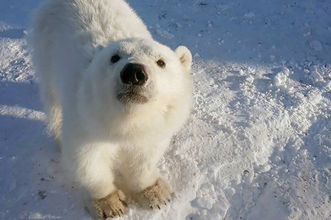A friendly polar bear cub | Epoch Times Россия