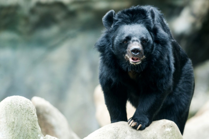Во Вьетнаме на лунных медведей, также известных как азиатские чёрные медведи, веками охотились в лечебных целях. (<a href=