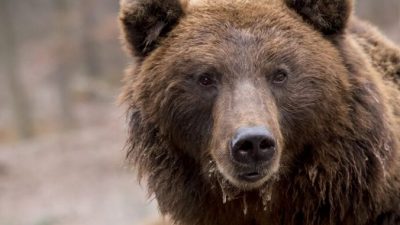 В штате Колорадо медведица загрызла женщину