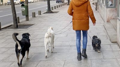 Пропавшую в Париже собаку нашли в 900 километрах от дома