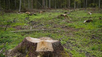 В Красноярске экс-чиновник вырубил на 110 млн рублей леса
