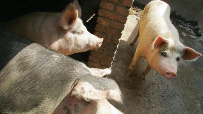 В Китае упали цены на свинину, свинофермы закрываются