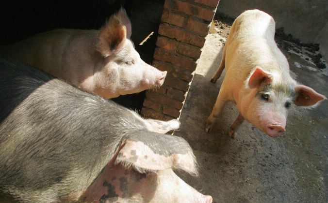 Свиньи в загоне на окраине Пекина. Frederic J. Brown/AFP via Getty Images | Epoch Times Россия