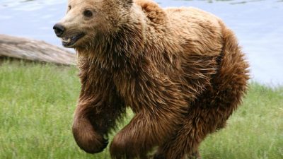 Мужчина выжил в схватке с медведем на Сахалине