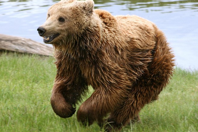 Бегущий бурый медведь  Malene Thyssen/wikipedia.org, https://creativecommons.org/licenses/by/2.5/deed.en/CC BY-SA 2.5 | Epoch Times Россия