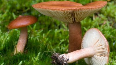 Как правильно готовить грибы горькушки, которые являются натуральным антибиотиком