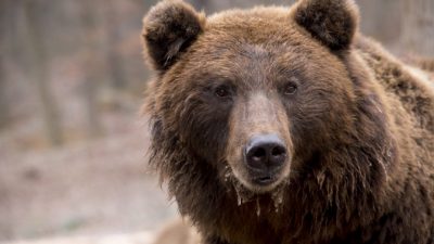 Медведь задрал насмерть подростка в национальном парке Красноярского края
