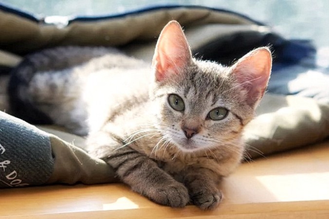 Узнав о том, что один из её коллег нашёл жильё в обмен на работу сиделки для кошек, австралийка Мадоллин решила использовать подобную возможность, чтобы путешествовать по миру.  (Image: via(<a href=