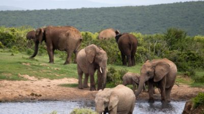 В Китае 15 слонов сбежали из заповедника и путешествуют по стране 1,5 месяца (видео)