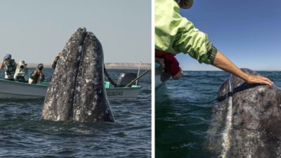 Туристы приготовились фотографировать кита, но он решил понаблюдать за ними сзади
