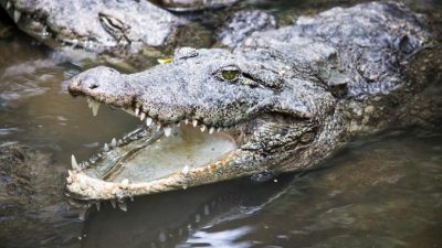 Пользователей озадачил огромный осётр в центре Ялты и затопленный крокодиляриум (Видео)