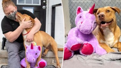 Бездомный пёс пытался украсть игрушку… и попал в «заключение» за мелкую кражу