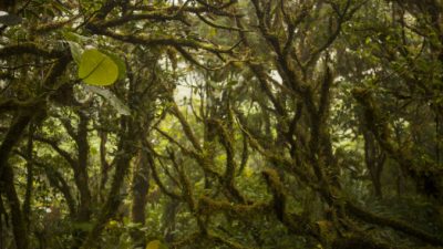 Облачный лес в Монтеверде — звезда Костариканского тура