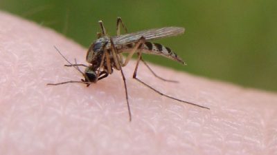 Жителей Камчатки атакуют комариные смерчи (Видео)
