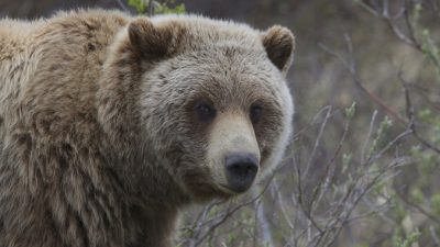 Медведь напал на дрессировщицу во время выступления цирка в Кузбассе