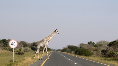 Редкие фото: один из последних в мире жирафов с лейкизмом