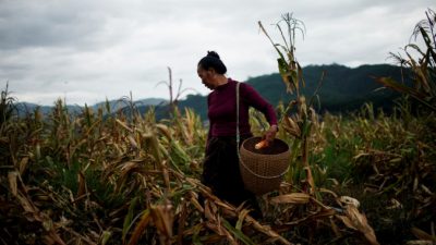 В Китае нехватка продовольствия. Под следствием — высокопоставленные чиновники