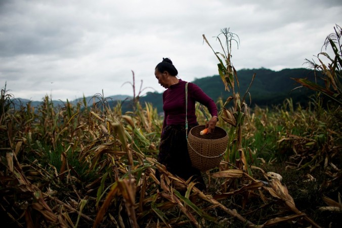 Юй Вуян, женщина народности дай, собирает кукурузу на своем кукурузном поле в деревне Нуодонг в провинции Юньнань, Китай, 13 июля 2019 года. (Aly Song/Reuters) (Альт — Женщина собирает кукурузу в поле.) | Epoch Times Россия