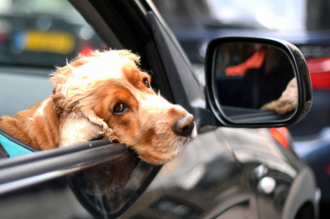 Держите домашних животных в машине на привязи (Имонн М. Маккормак / Getty Images) | Epoch Times Россия