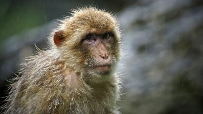 Пекинский ветеринар умер от вируса обезьяны B, уровень смертности от которого составляет 70-80%