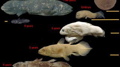 Живые «ископаемые» рыбы живут 100 лет, а вынашивают потомство 5 лет