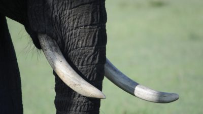 Китай является самым крупным нелегальным покупателем слоновой кости