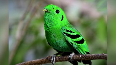 Орнитологи обнаружили в Сингапуре птицу, объявленную вымершей 70 лет назад