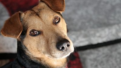 В Госдуму внесли законопроект о наказании владельцев за жестокое обращение с животными