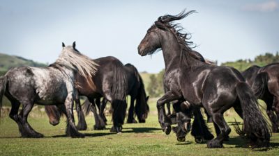 Шесть пород чёрных лошадей, таинственных и романтичных
