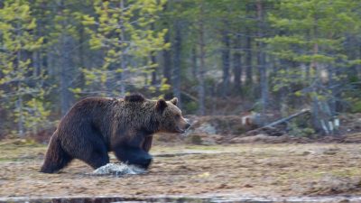 Медведь насмерть задрал туриста из Москвы. Вторая жертва в популярном парке Сибири