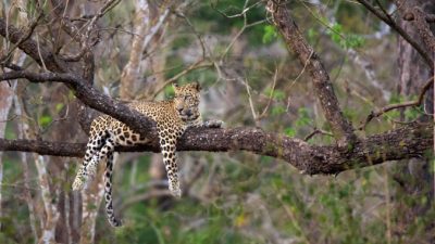 Фотограф сделал редкие снимки леопарда в Индии