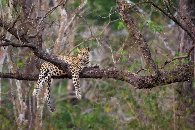 Уставший леопард выбрал идеальное место для сна. (CatersNews) | Epoch Times Россия