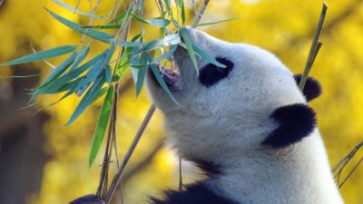 В китайском зоопарке панда притворилась беременной ради вкусной еды