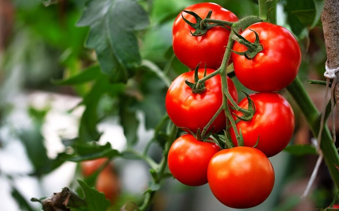 Эта инновация табуле появилась в самом разгаре томатного сезона. (евгенегурков / Shutterstock) | Epoch Times Россия
