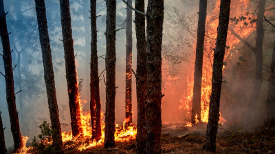 Более 80% лесных пожаров в Свердловской области произошли по вине людей