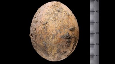 Археологи нашли целое куриное яйцо возрастом 1000 лет при раскопках в Израиле