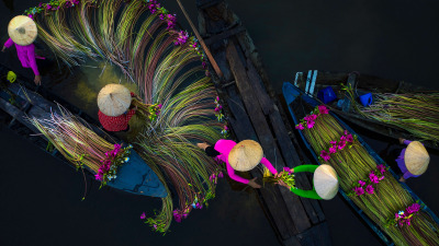 Сбор лилий в дельте Меконга, Вьетнам
